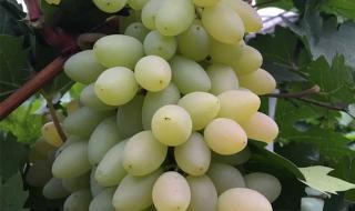 无核白葡萄 无核白葡萄